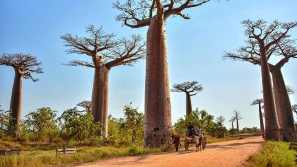 When a Pastor Was Robbed in Madagascar