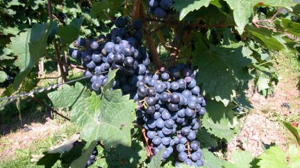 Sending Conversation: Called to be a Vigneron