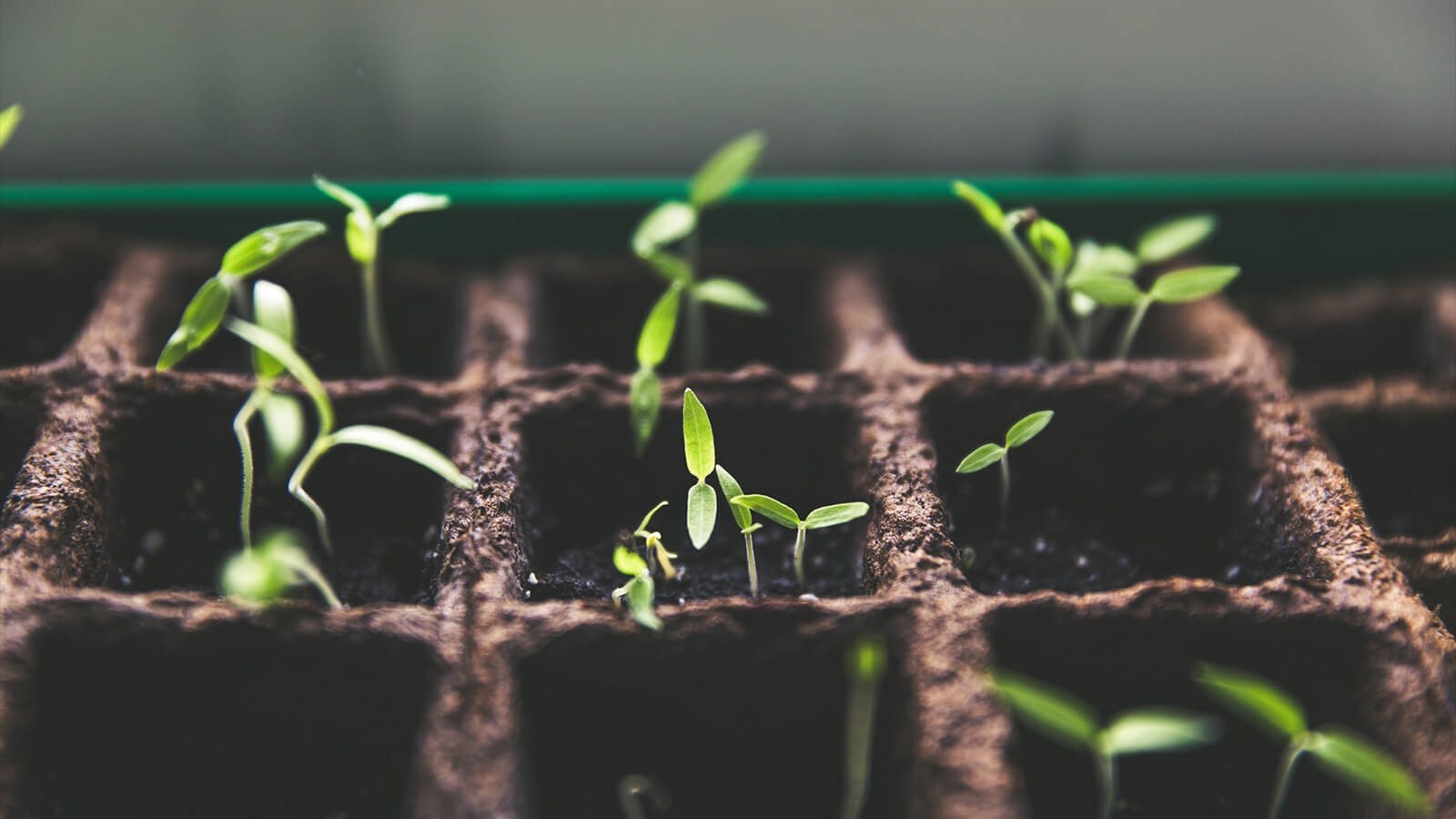How To Grow in Love for Your Neighbor