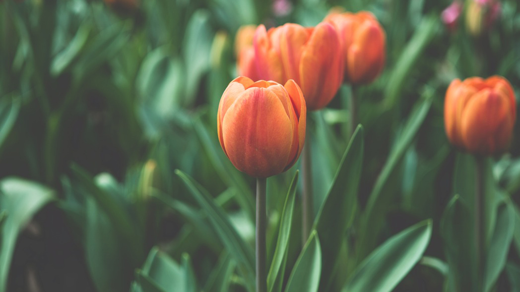 Making Sense of the World: A Gospel Framework 