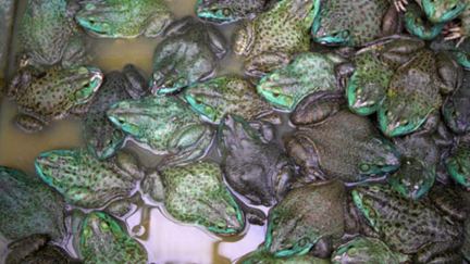 Frog Soup for the Soul