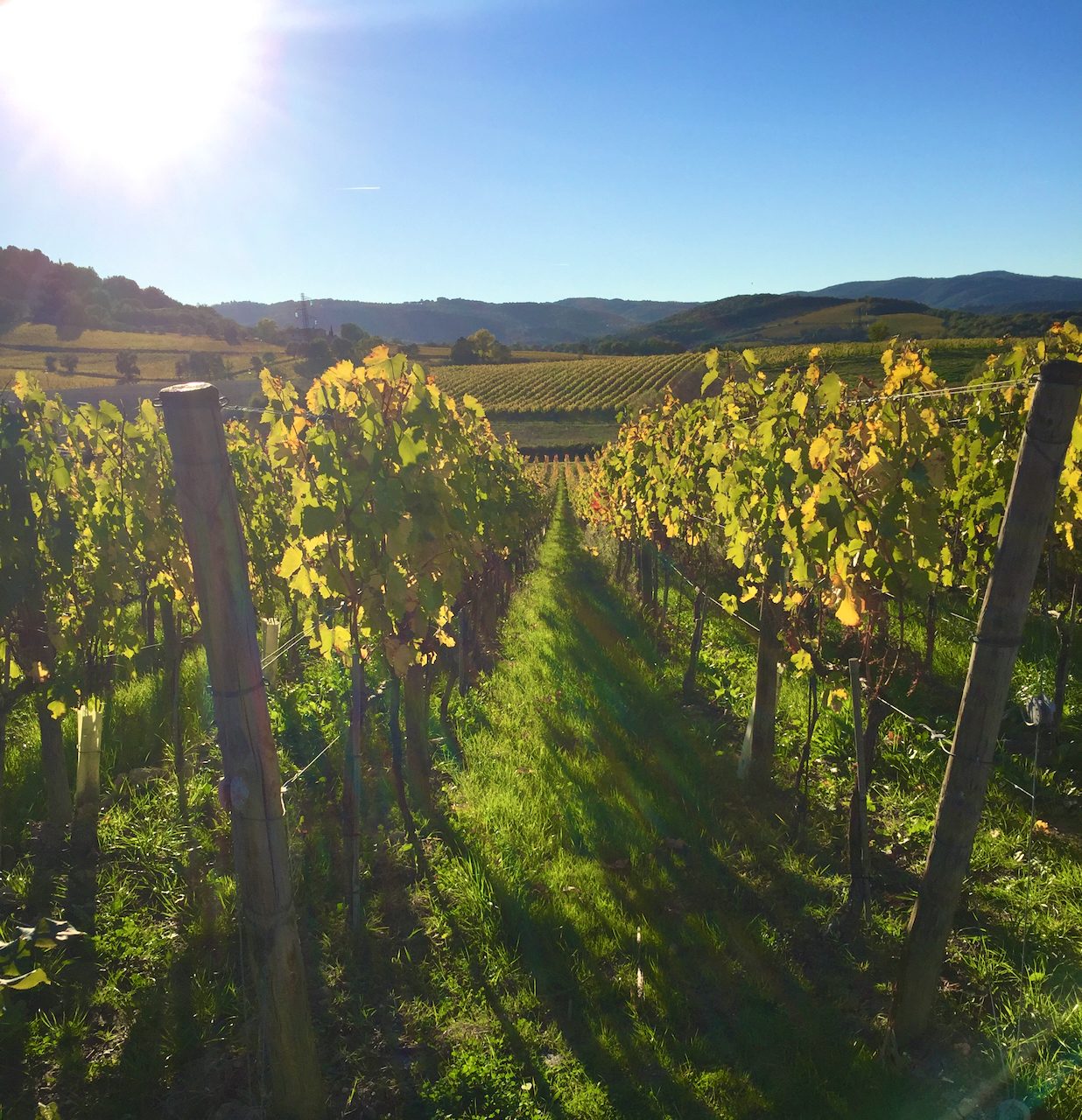 Tuscan vineyard