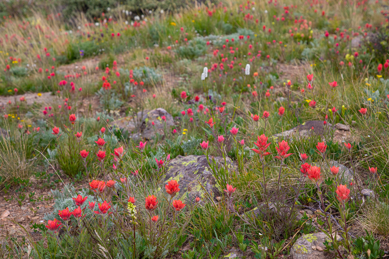 Wildflowers in Colorado