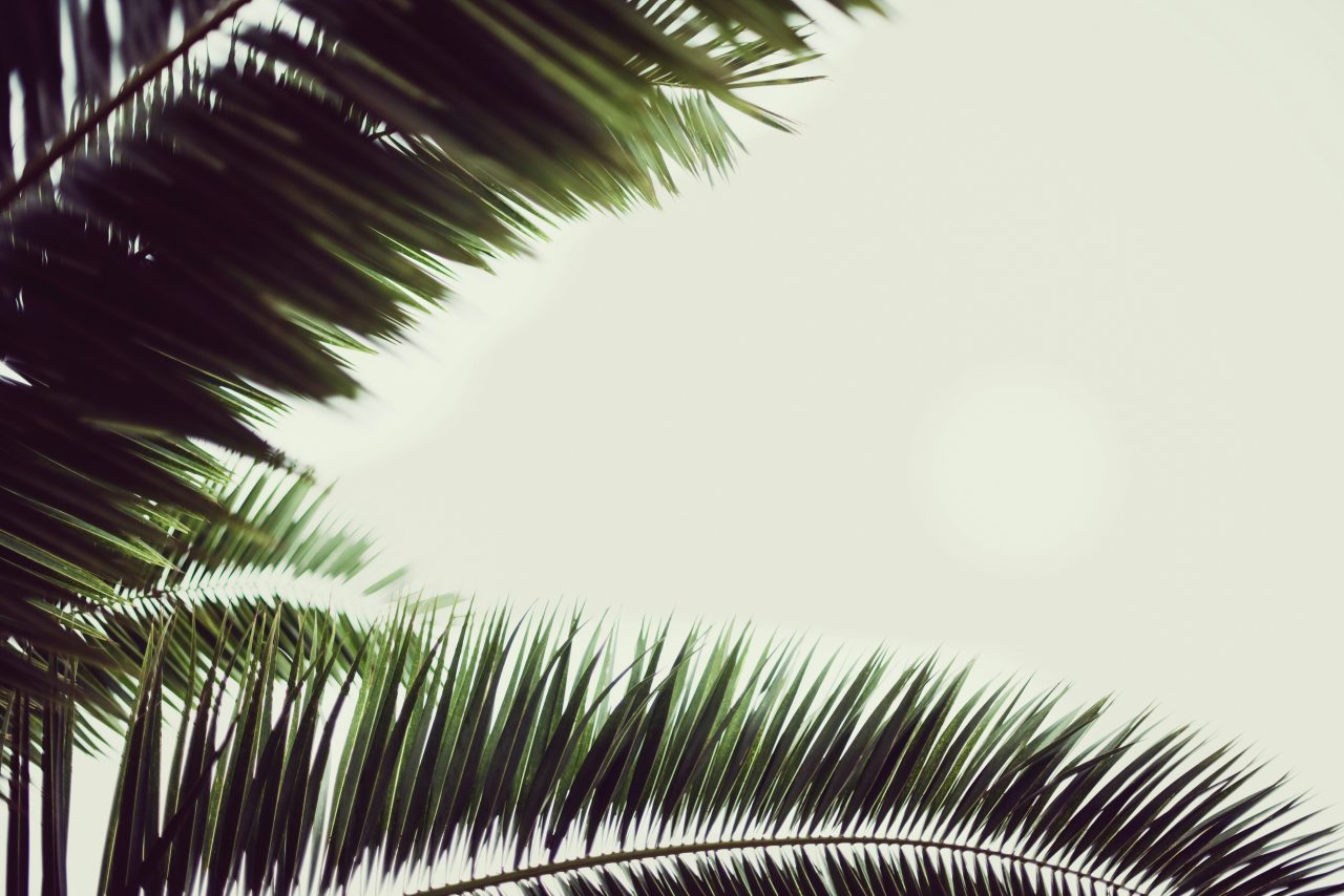palms from a tree